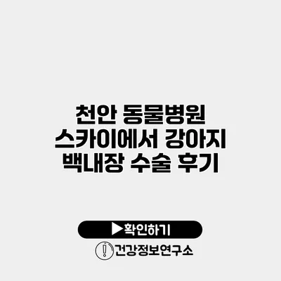 천안 동물병원 스카이에서 강아지 백내장 수술 후기